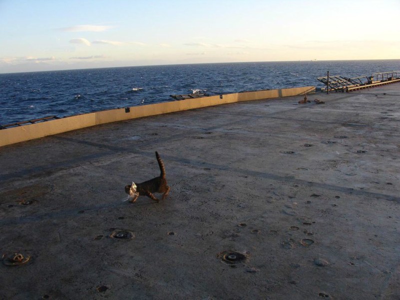 俄罗斯水手猫随航母赴叙利亚参战 称能带来好运